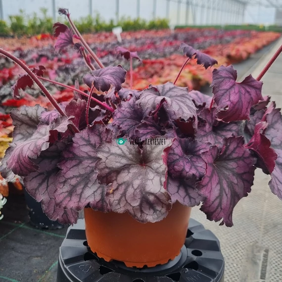 Heuchera 'Little Cutie Frost' - Tűzeső vagy tűzgyöngyvirág
