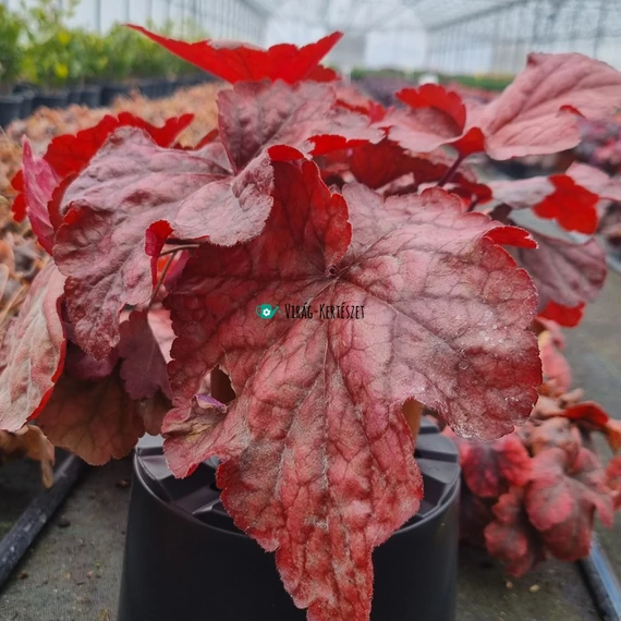 Heuchera 'Peach Smoothie' - Tűzeső vagy tűzgyöngyvirág