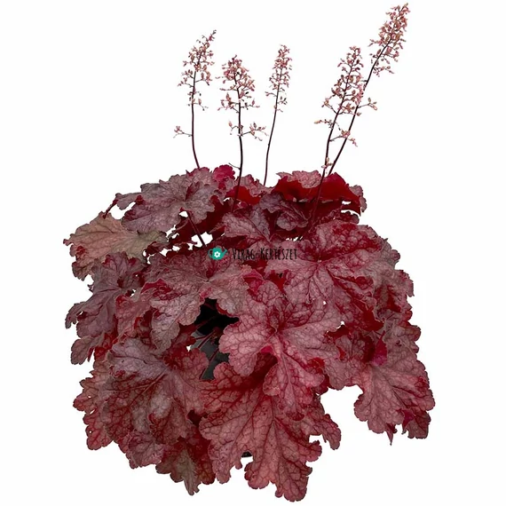 Heuchera 'Peach Smoothie' - Tűzeső vagy tűzgyöngyvirág