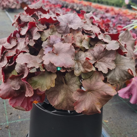 Heuchera 'Pinot Gris' - Tűzeső vagy tűzgyöngyvirág