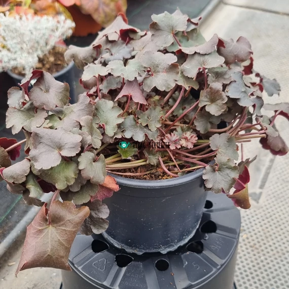 Heuchera 'Rockies Black' - Tűzeső vagy tűzgyöngyvirág
