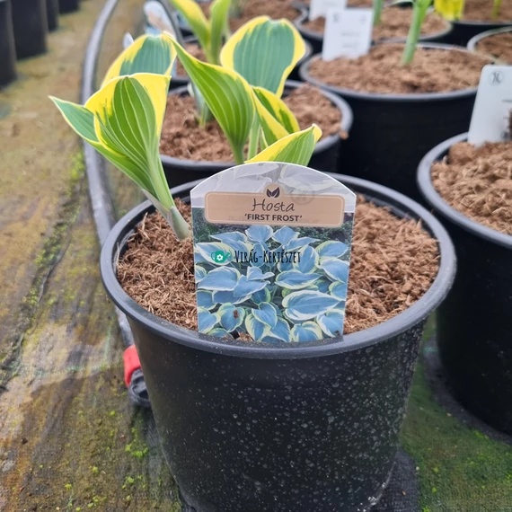 Hosta 'First Frost' - Árnyékliliom