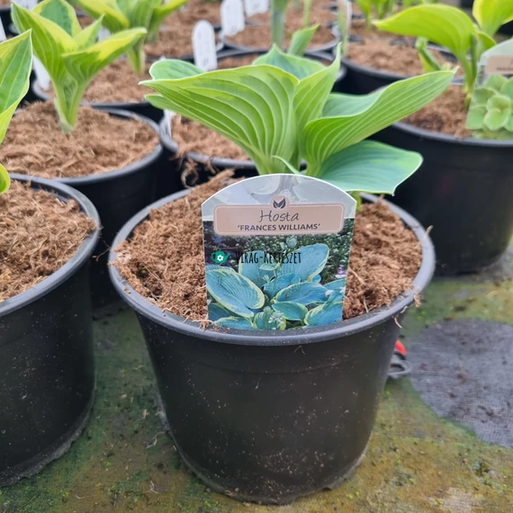 Hosta 'Frances Williams' - Árnyékliliom