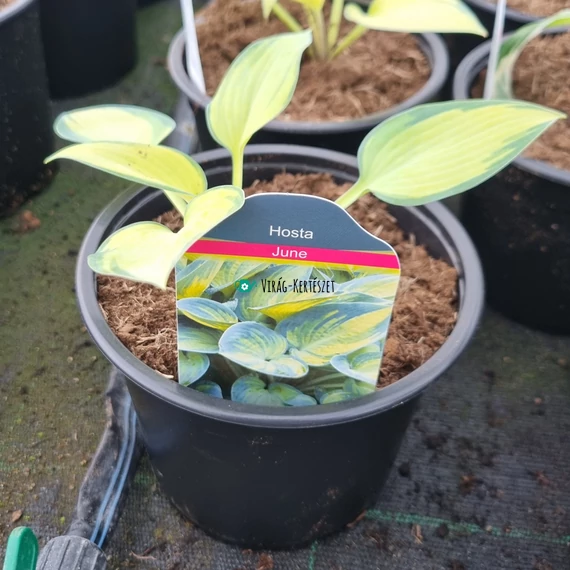 Hosta 'June' - Árnyékliliom
