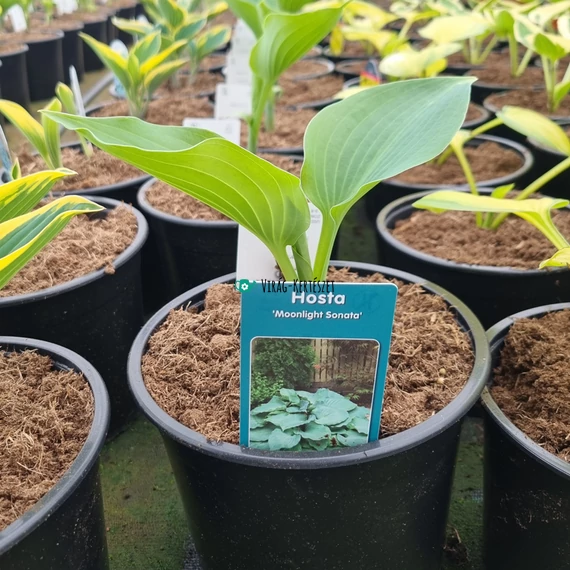 Hosta 'Moonlight Sonata' - Árnyékliliom