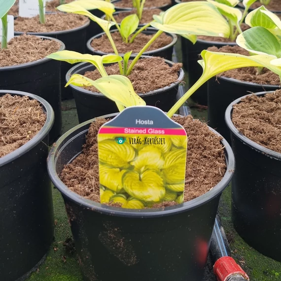 Hosta 'Stained Glass' - Árnyékliliom