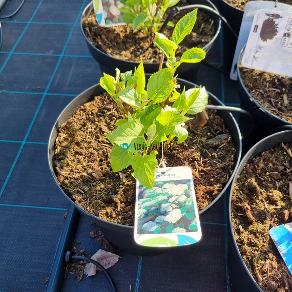 Hydrangea arborescens 'Annabelle' - Cserjés hortenzia (fehér)