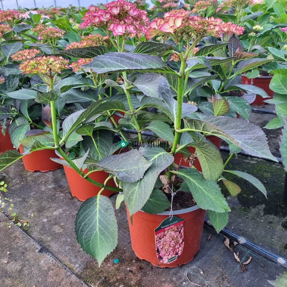 Hydrangea macrophylla 'Adula Pink' - Kerti hortenzia (rózsaszín)