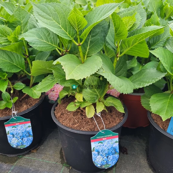 Hydrangea macrophylla 'Bela' - Kerti hortenzia (kék)