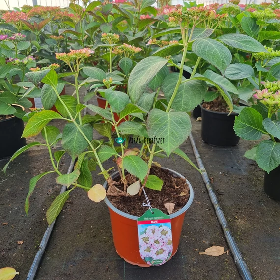 Hydrangea macrophylla 'Charm' - Kerti hortenzia (rózsaszín)