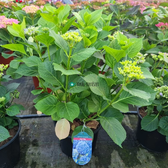 Hydrangea macrophylla 'Early Blue' - Kerti hortenzia (kék)