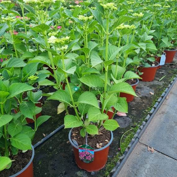 Hydrangea macrophylla 'Flame Hot Pink' - Kerti hortenzia (rózsaszín)