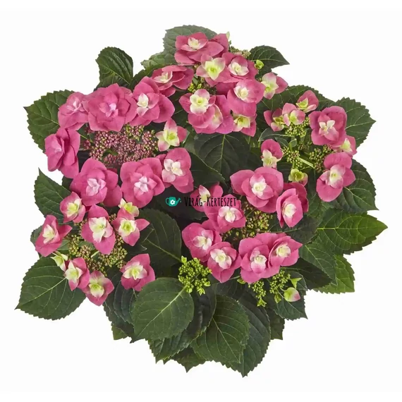 Hydrangea macrophylla 'Flame Hot Pink' - Kerti hortenzia (rózsaszín)