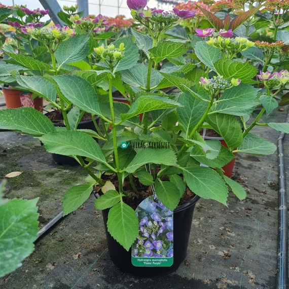 Hydrangea macrophylla 'Flame Purple' - Kerti hortenzia (lila)