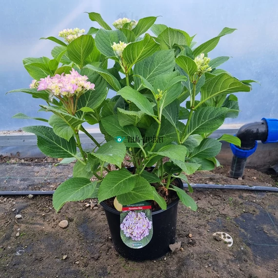 Hydrangea macrophylla 'Florentina Blue' - Kerti hortenzia (kék)
