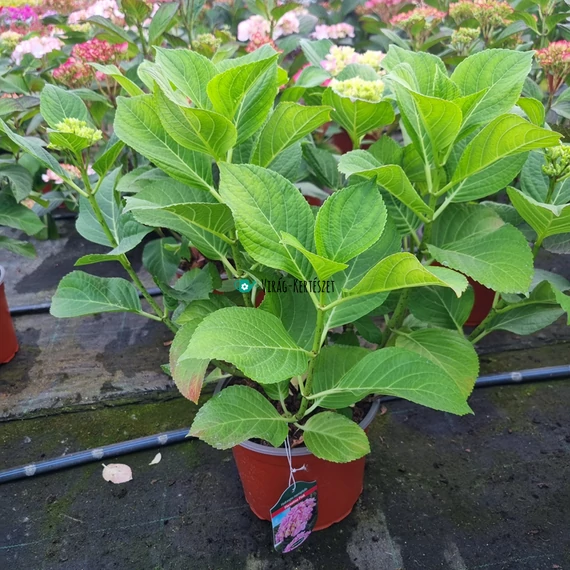 Hydrangea macrophylla 'Florentina Pink' - Kerti hortenzia (rózsaszín)