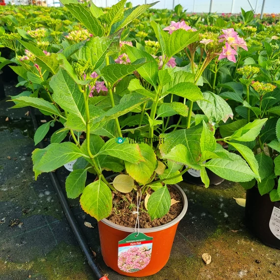 Hydrangea macrophylla 'Floria Pink' - Kerti hortenzia (rózsaszín)