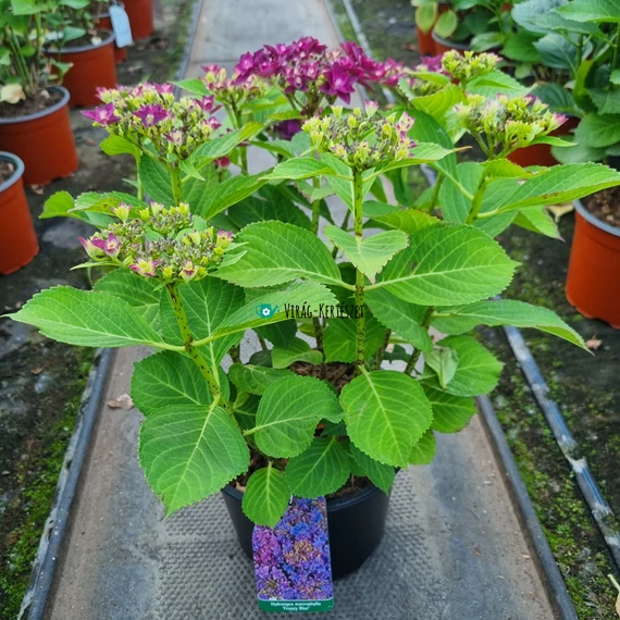 Hydrangea macrophylla 'Francy Blue' - Kerti hortenzia (kék)