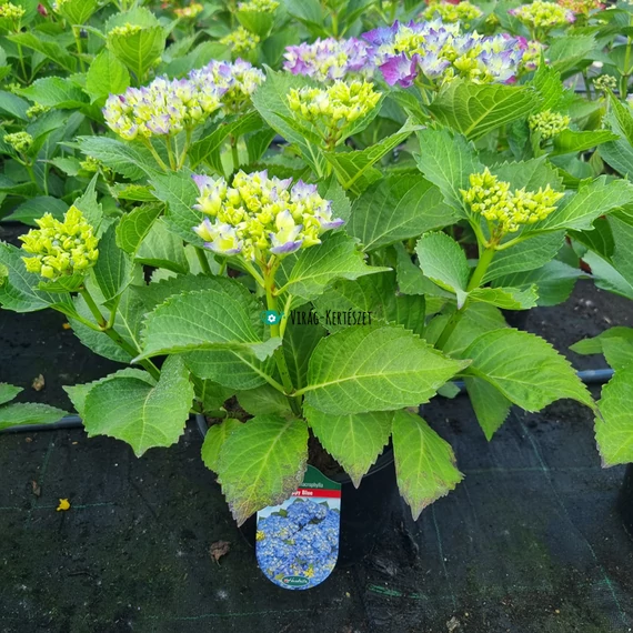 Hydrangea macrophylla 'Happy Blue' - Kerti hortenzia (kék)