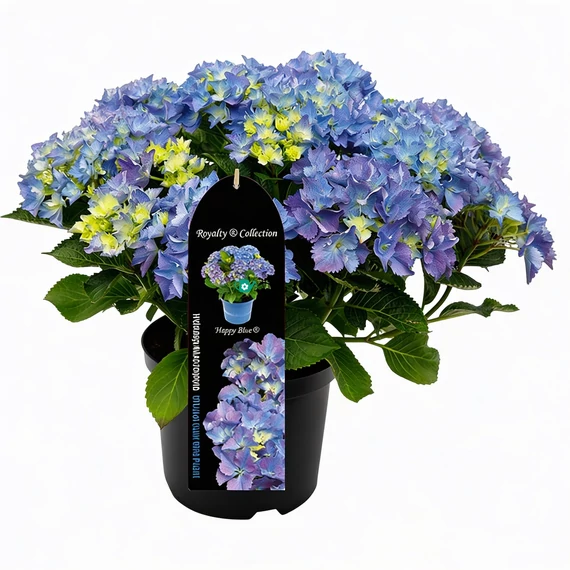 Hydrangea macrophylla 'Happy Blue' - Kerti hortenzia (kék)