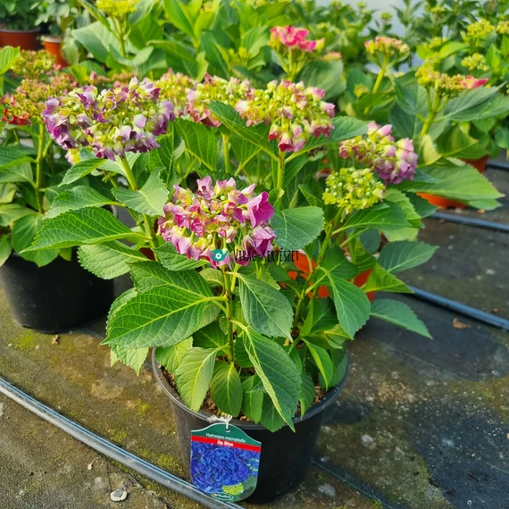 Hydrangea macrophylla 'Jip Blue' - Kerti hortenzia (kék)