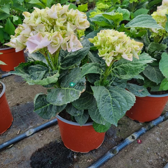 Hydrangea macrophylla 'Magical Jewel Blue' - Kerti hortenzia (kék)