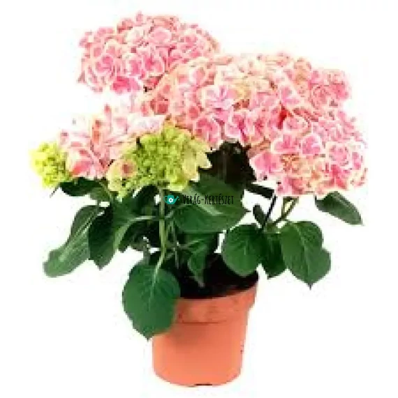 Hydrangea macrophylla 'Pink Sensation' - Kerti hortenzia (rózsaszín)