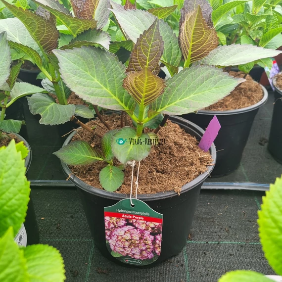 Hydrangea macrophylla 'Adula Purple' - Kerti hortenzia (lila)