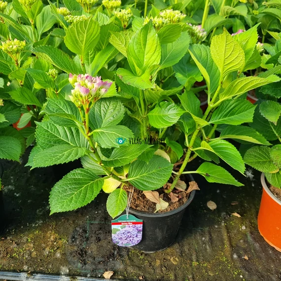 Hydrangea macrophylla 'Sarena Blue' - Kerti hortenzia (kék)