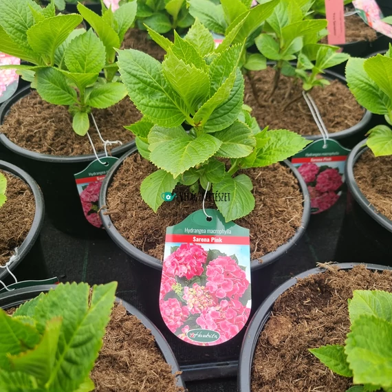 Hydrangea macrophylla 'Sarena pink' - Kerti hortenzia (rózsaszín)