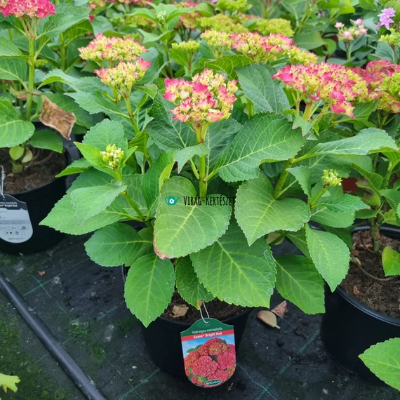 Hydrangea macrophylla 'Saxon® Bright Red' - Kerti hortenzia (vörös)