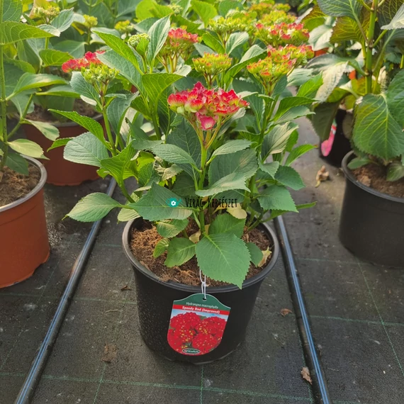 Hydrangea macrophylla 'Speedy Red Improved' - Kerti hortenzia (vörös)