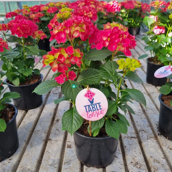 Hydrangea macrophylla 'Tabletensia' - Asztali hortenzia (rózsaszín)