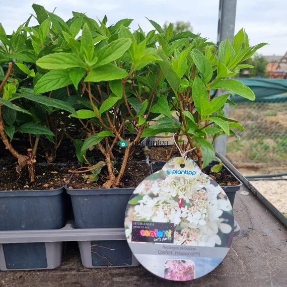 Hydrangea paniculata 'Confetti' – Bugás hortenzia (fehér)
