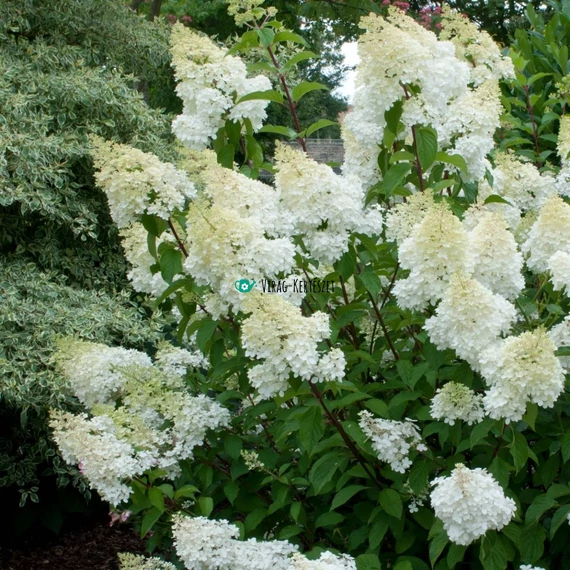 Hydrangea paniculata 'Dentelle de Gorron' – Bugás hortenzia (krémfehér)