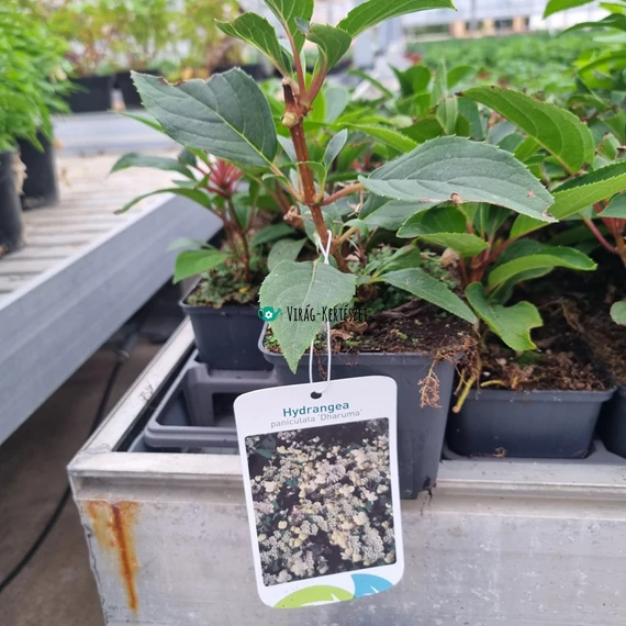 Hydrangea paniculata 'Dharuma' – Bugás hortenzia (krémfehér)