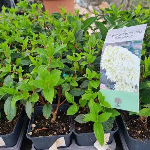 Hydrangea paniculata 'Diamantino' – Bugás hortenzia (krémfehér)