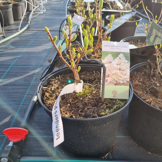 Hydrangea paniculata 'Early Harry' – Bugás hortenzia (rózsaszín)