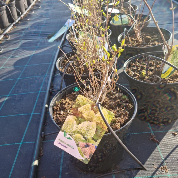 Hydrangea paniculata 'Limelight' – Bugás hortenzia (limezöld)