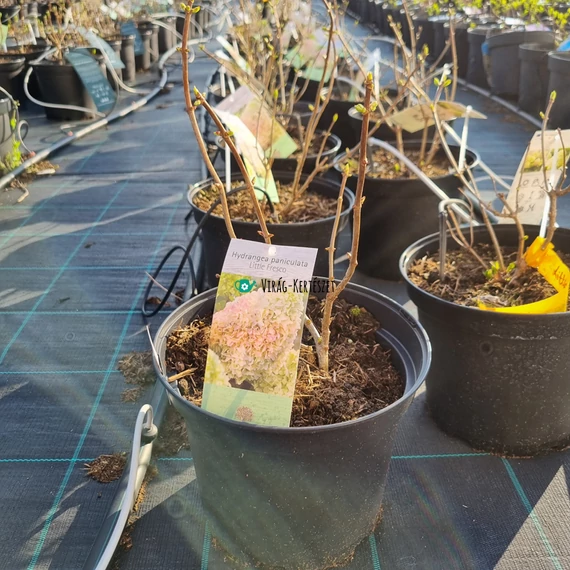 Hydrangea paniculata 'Little Fresco' – Bugás hortenzia (krémfehér)