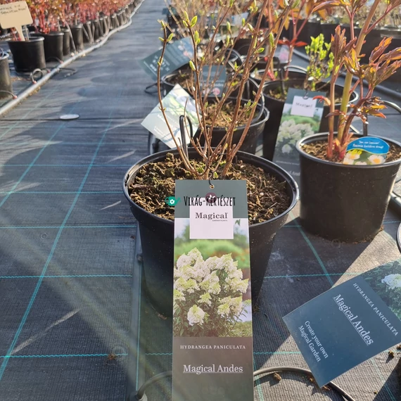 Hydrangea paniculata 'Magical Andes' – Bugás hortenzia (krémfehér)
