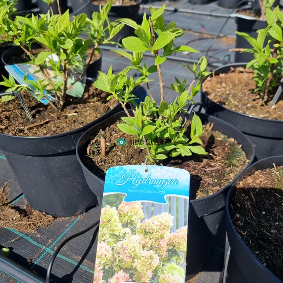 Hydrangea paniculata 'Magical Candle' – Bugás hortenzia (vajsárga)