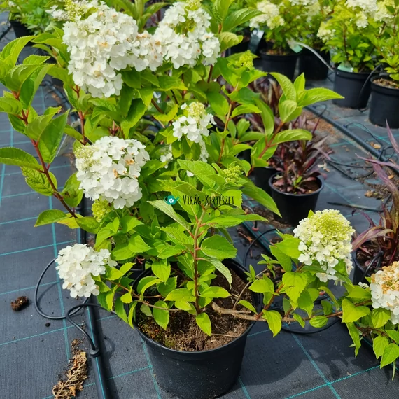 Hydrangea paniculata 'Magical Mont Blanc' – Bugás hortenzia (fehér)