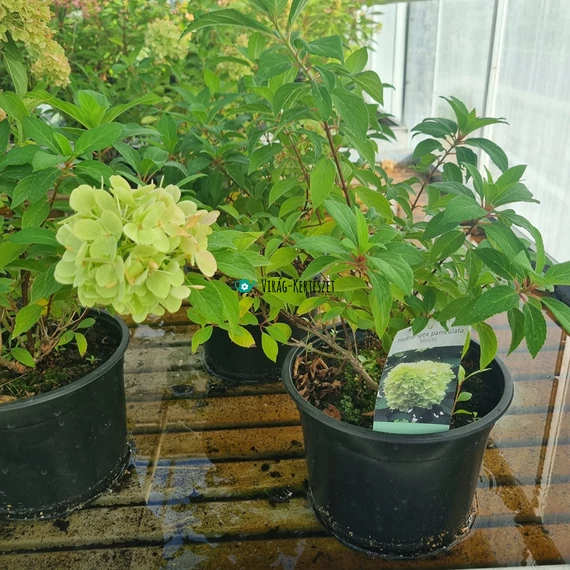Hydrangea paniculata 'Mojito' – Bugás hortenzia (lime-zöld)