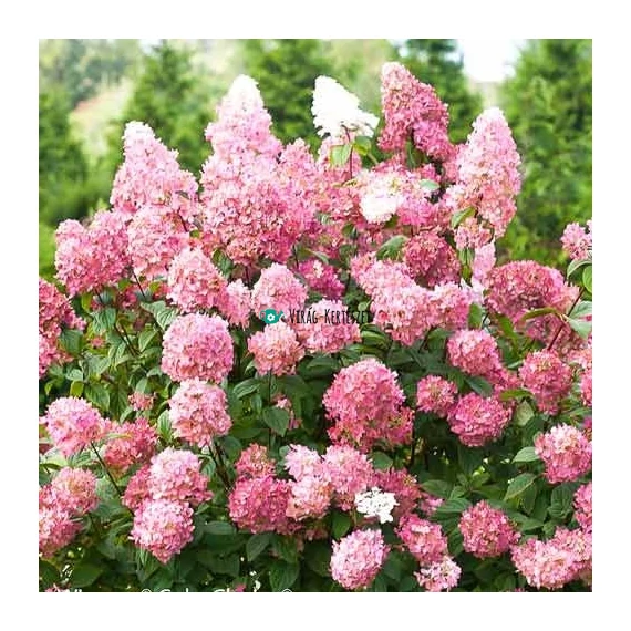 Hydrangea paniculata 'Pink Diamond' – Bugás hortenzia (rózsaszín)
