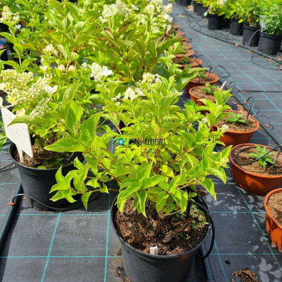 Hydrangea paniculata 'Pink Lady' – Bugás hortenzia (rózsaszín)