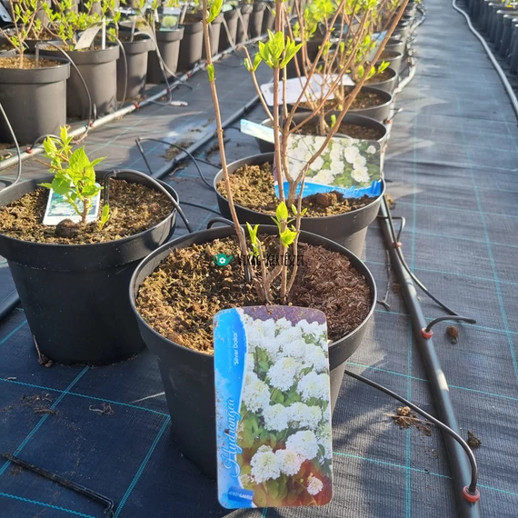 Hydrangea paniculata 'Silver Dollar' – Bugás hortenzia (fehér)