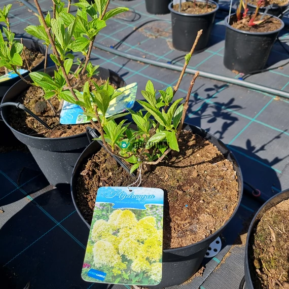 Hydrangea paniculata 'Skyfall' – Bugás hortenzia (zöldes fehér)