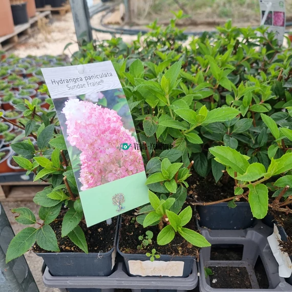 Hydrangea paniculata 'Sundae Fraise' – Bugás hortenzia (rózsaszín)