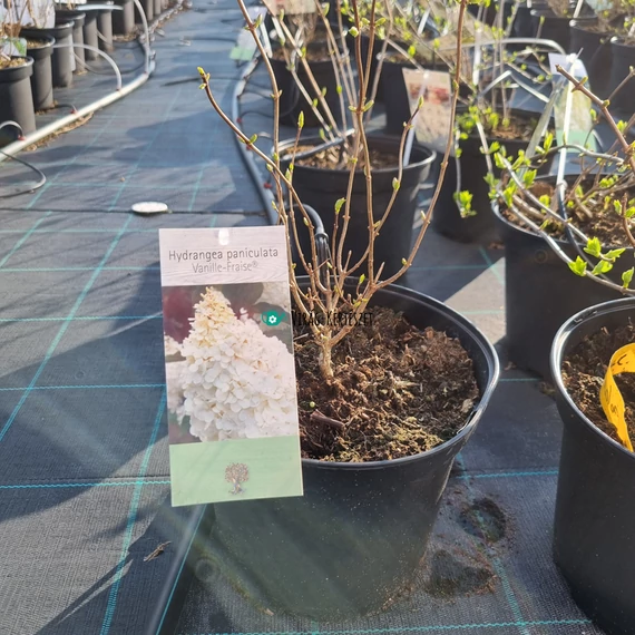 Hydrangea paniculata 'Vanille Fraise' – Bugás hortenzia (fehér)